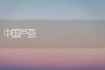 中国芦荟