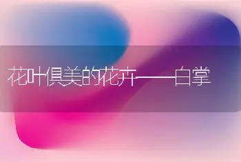 花叶俱美的花卉——白掌