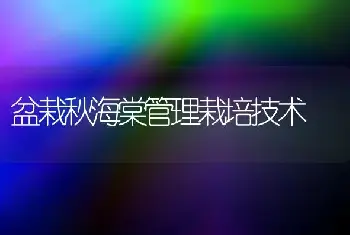 盆栽秋海棠管理栽培技术