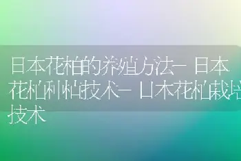 日本花柏的养殖方法-日本花柏种植技术-日本花柏栽培技术