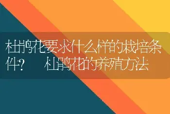 杜鹃花要求什么样的栽培条件? 杜鹃花的养殖方法