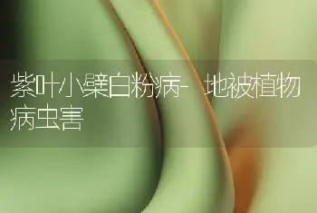 海芋（滴水观音）的栽培及养护