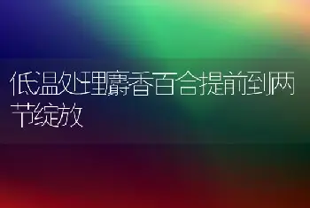 低温处理麝香百合提前到两节绽放