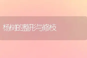 杨树的整形与修枝