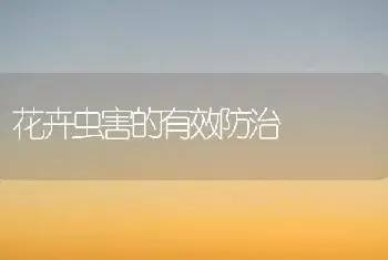 凤梨的莳养管理