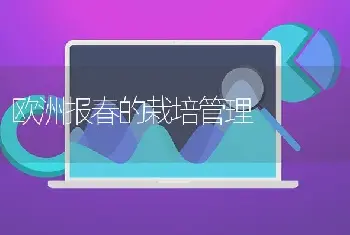 欧洲报春的栽培管理