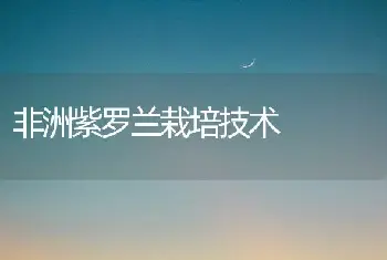 非洲紫罗兰栽培技术