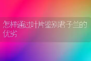 怎样通过叶片鉴别君子兰的优劣