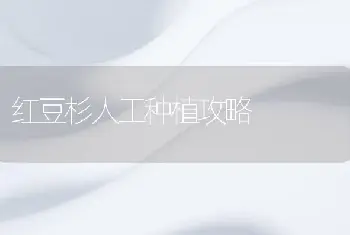 红豆杉人工种植攻略