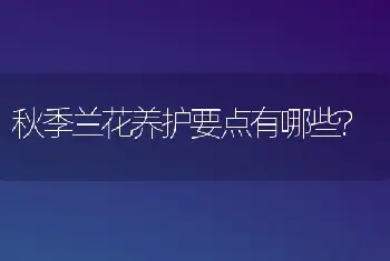 秋季兰花养护要点有哪些?