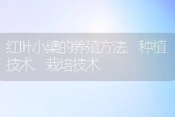 红叶小檗的养殖方法.种植技术.栽培技术