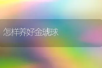 怎样养好金琥球