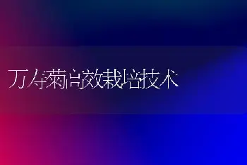 万寿菊高效栽培技术