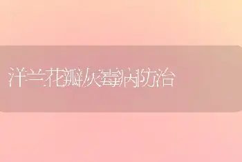 紫罗兰缺硼症