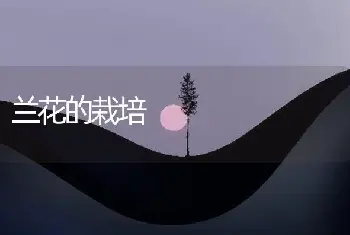 兰花的栽培