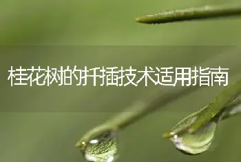 桂花树的扦插技术适用指南