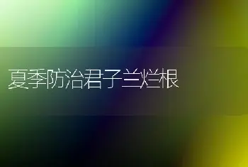 夏季防治君子兰烂根