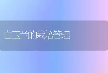 白玉兰的栽培管理