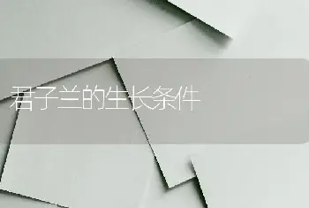 君子兰的生长条件