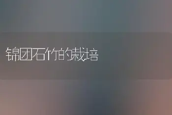 锦团石竹的栽培