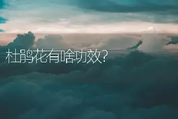 杜鹃花有啥功效？