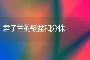 君子兰的翻盆和分株