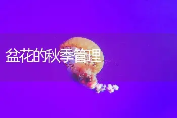 盆花的秋季管理