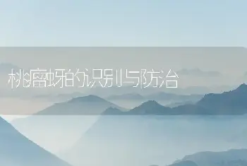 桃瘤蚜的识别与防治