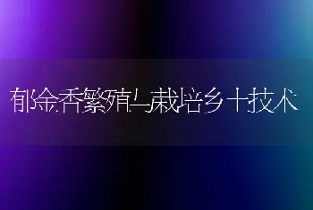 郁金香繁殖与栽培乡土技术