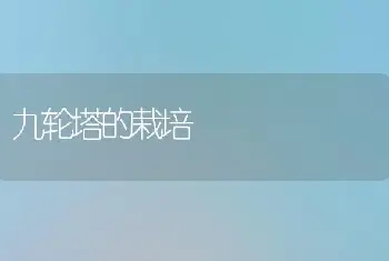 九轮塔的栽培