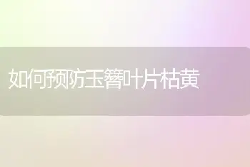 如何预防玉簪叶片枯黄