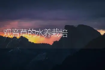 观音草的水养栽培