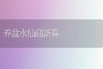 养盆水仙迎新春