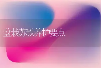 盆栽苏铁养护要点