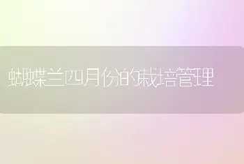 蝴蝶兰四月份的栽培管理