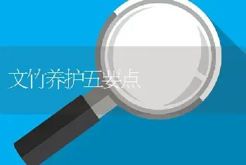 文竹养护五要点