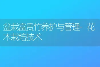 盆栽富贵竹养护与管理-花木栽培技术