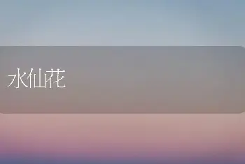 水仙花