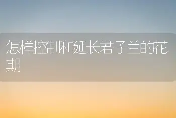 怎样控制和延长君子兰的花期