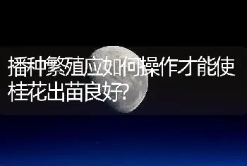 播种繁殖应如何操作才能使桂花出苗良好?