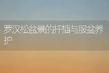 罗汉松盆景的扦插与服盆养护