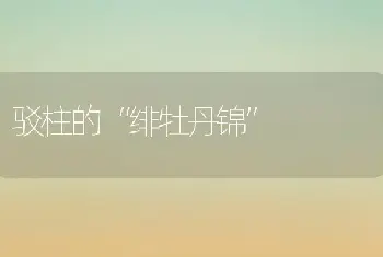 驳柱的“绯牡丹锦”