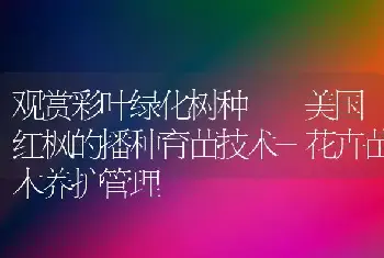 观赏彩叶绿化树种――美国红枫的播种育苗技术-花卉苗木养护管理