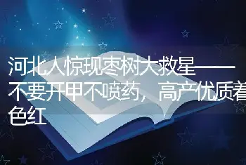 河北人惊现枣树大救星——不要开甲不喷药，高产优质着色红