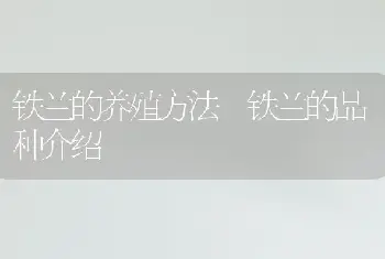 铁兰的养殖方法 铁兰的品种介绍