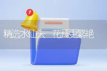 精选水仙头　花开更繁艳