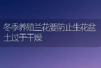 冬季养殖兰花要防止生花盆土过于干燥