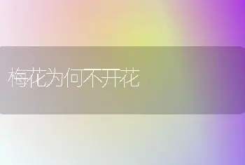 梅花为何不开花