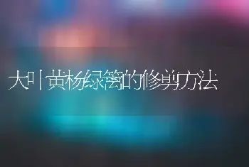 大叶黄杨绿篱的修剪方法