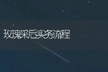 玫瑰采后实务流程